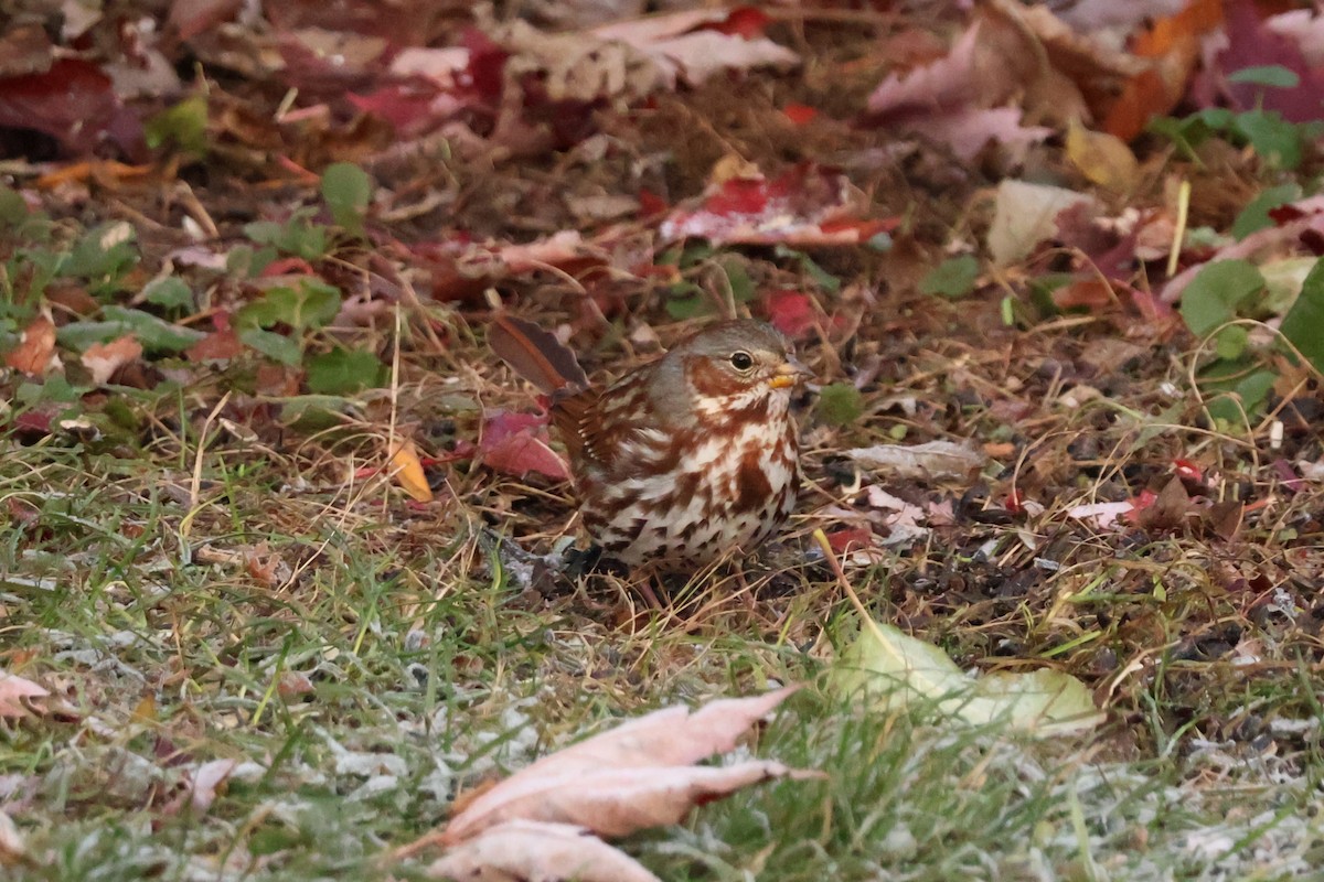 Fox Sparrow - ML645229136