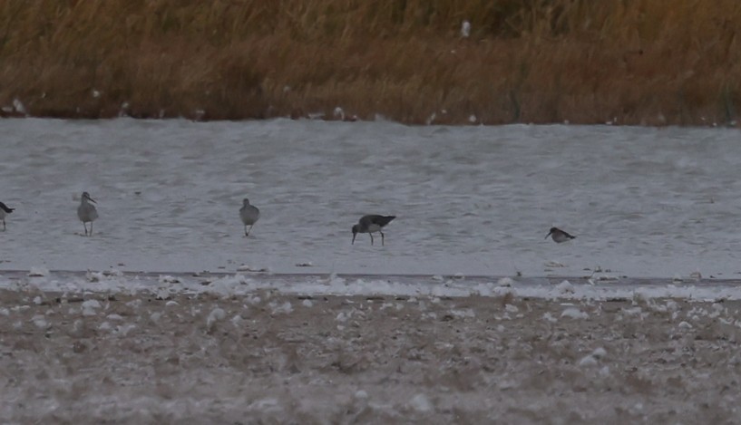 myrsnipe - ML645229150