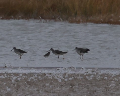 myrsnipe - ML645229151