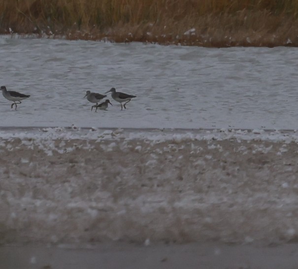 myrsnipe - ML645229152