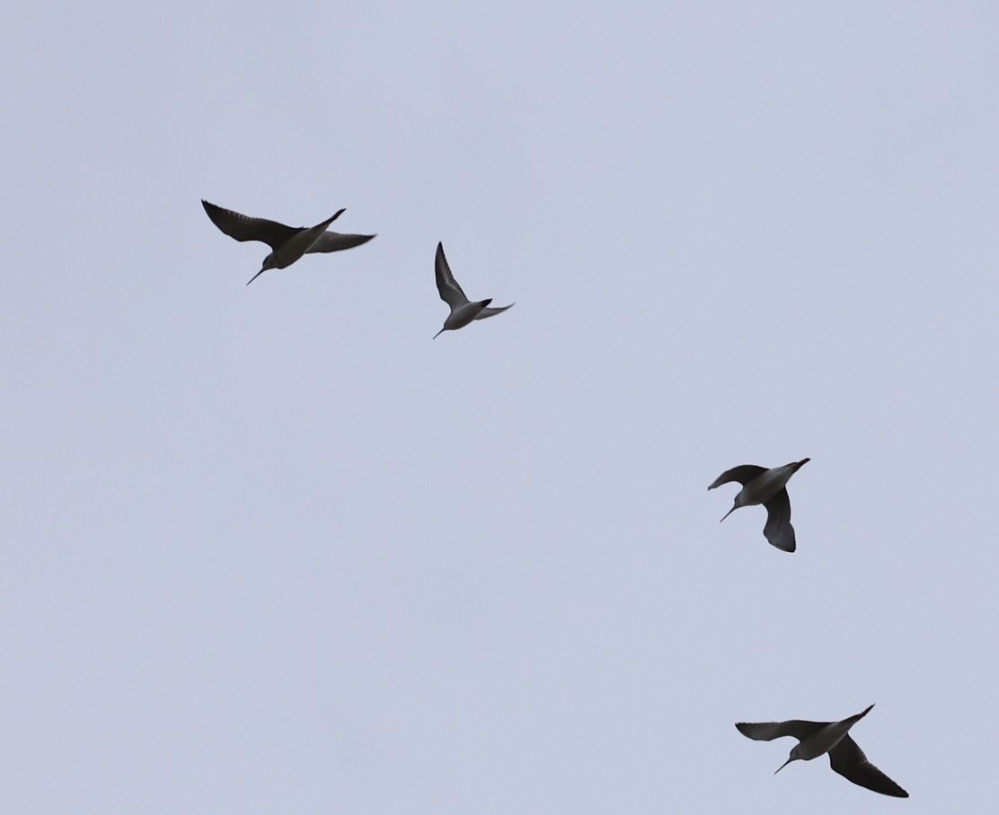 myrsnipe - ML645229153