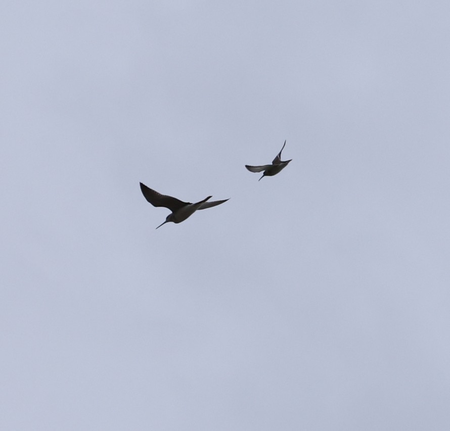 myrsnipe - ML645229154