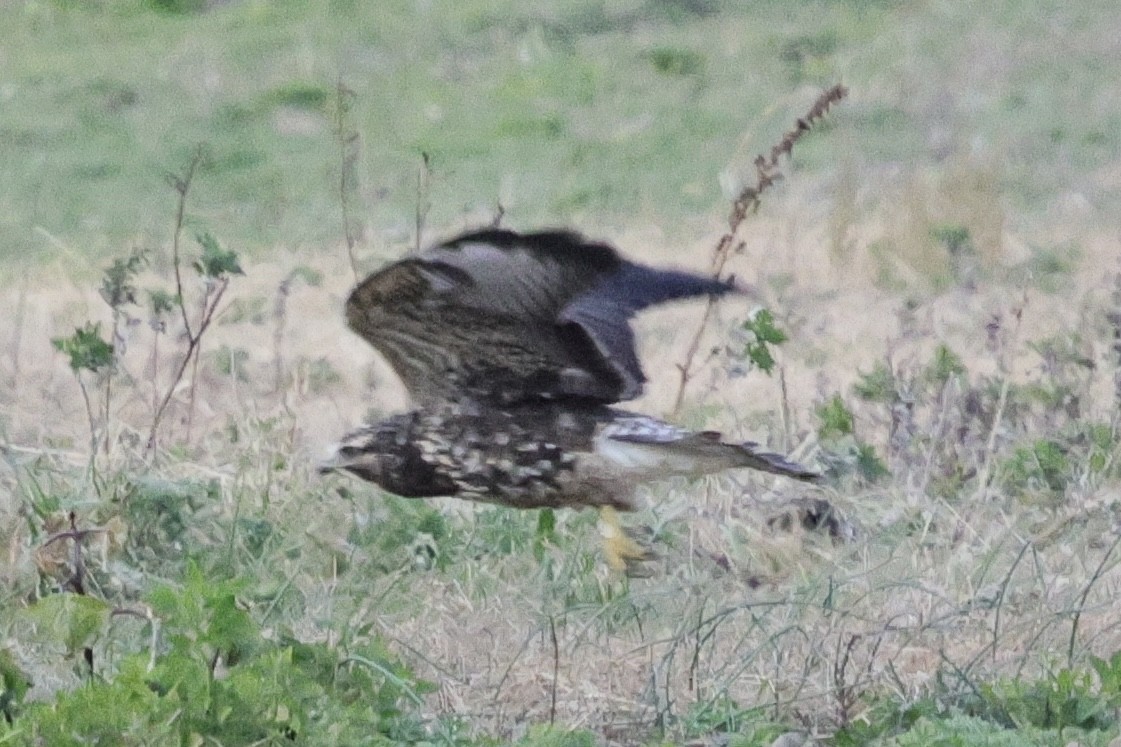 Swainson's Hawk - ML645229161