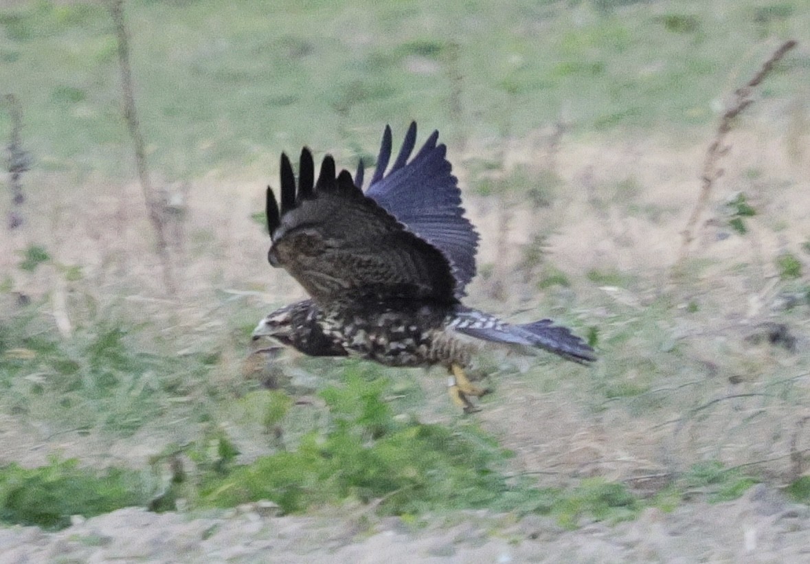 Swainson's Hawk - ML645229162