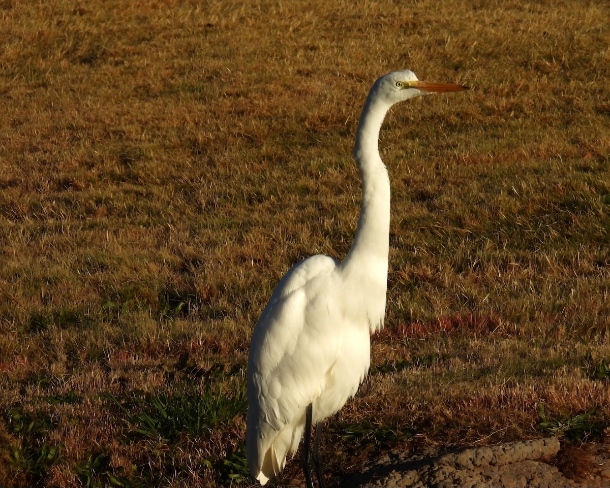 Koartza zuria - ML645229189