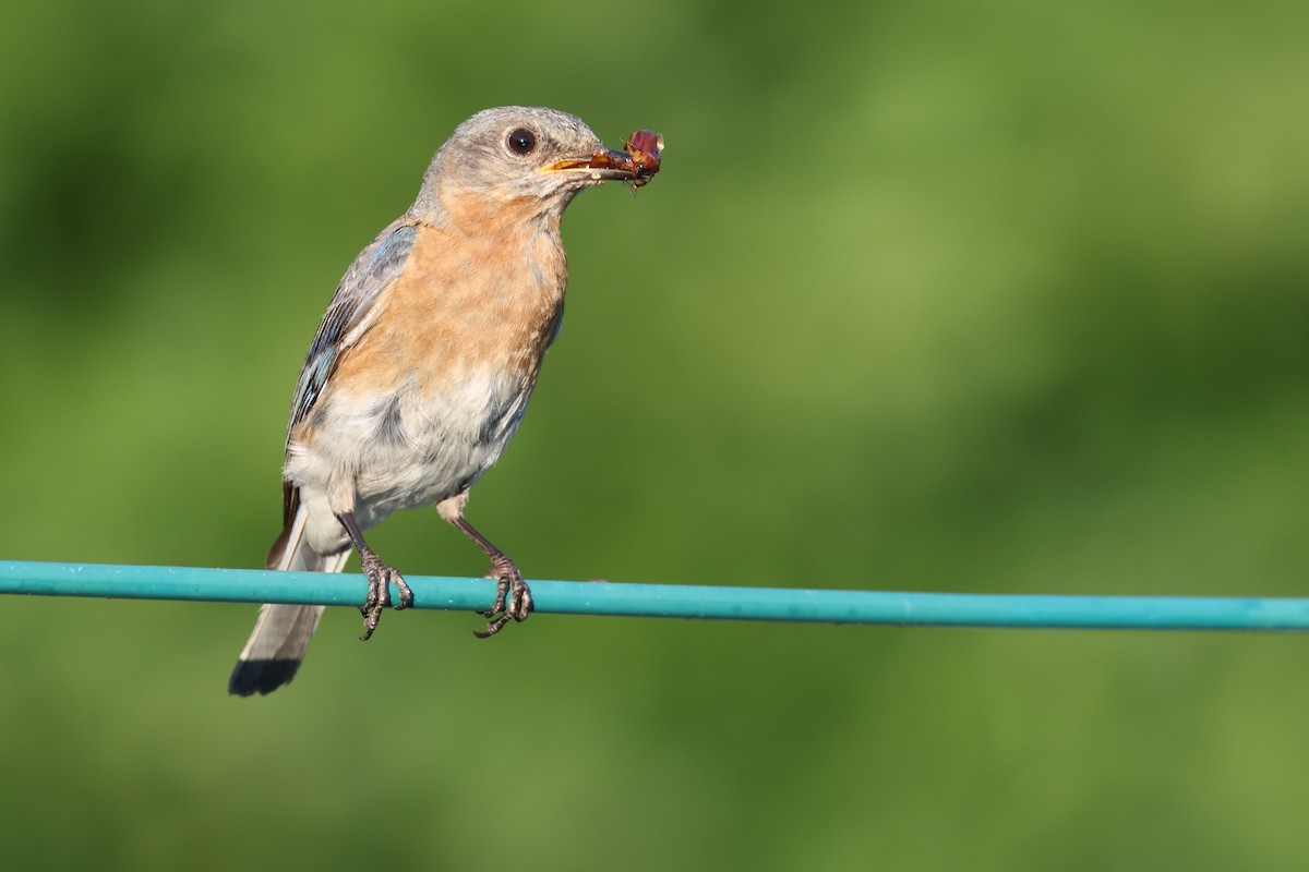 Eastern Bluebird - ML645229190