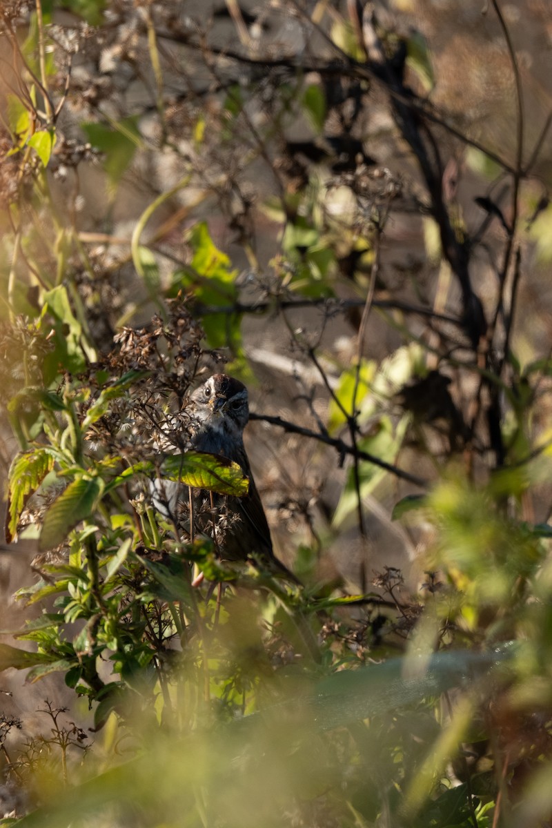 Bruant des marais - ML645229197