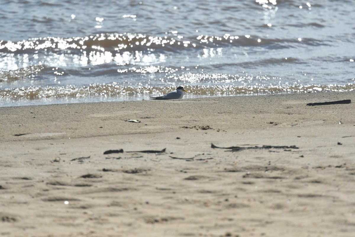 Yellow-billed Tern - ML645229204