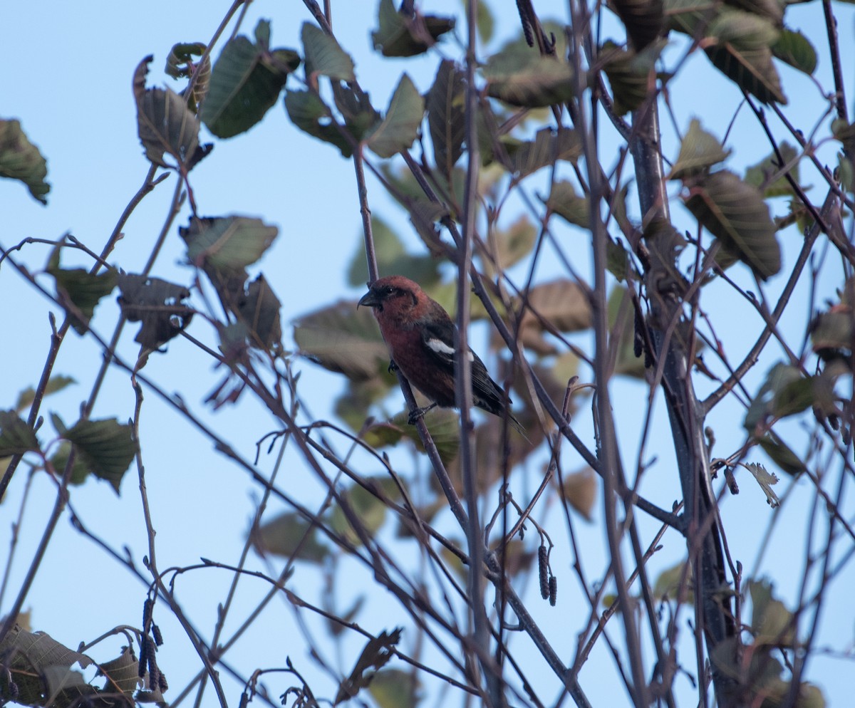 båndkorsnebb - ML645229208