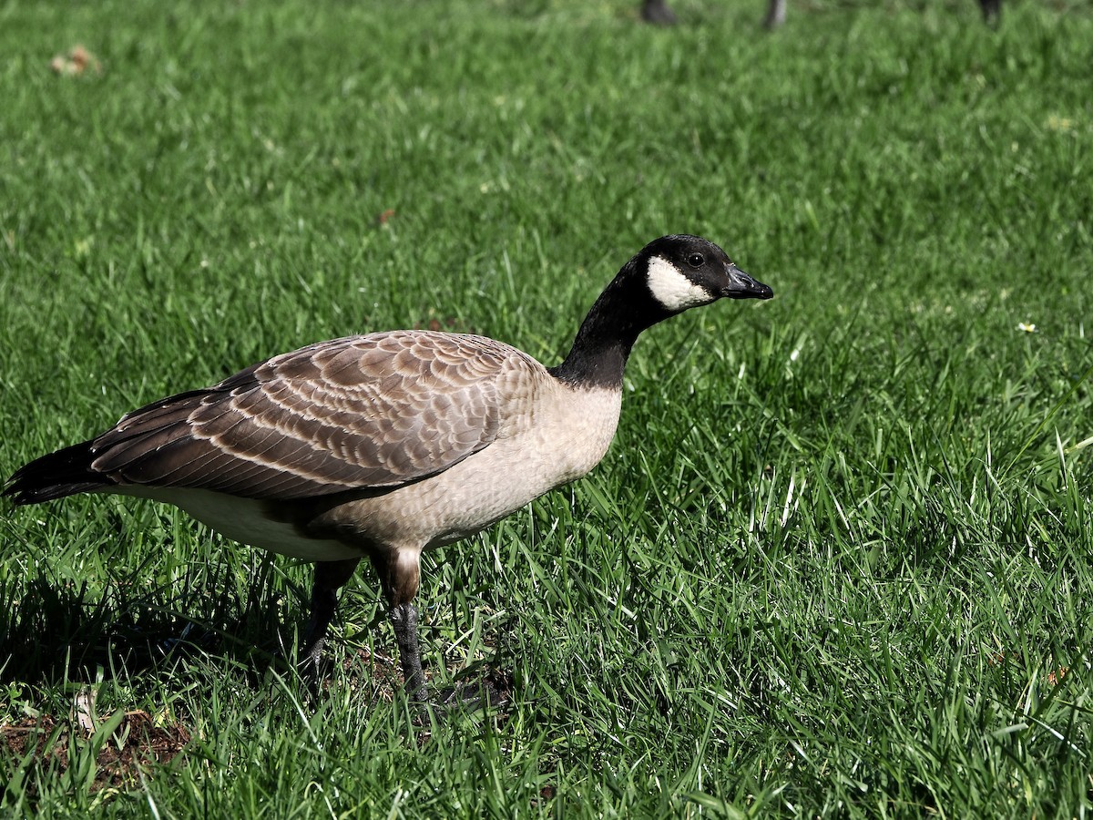 berneška malá (ssp. leucopareia) - ML645229213