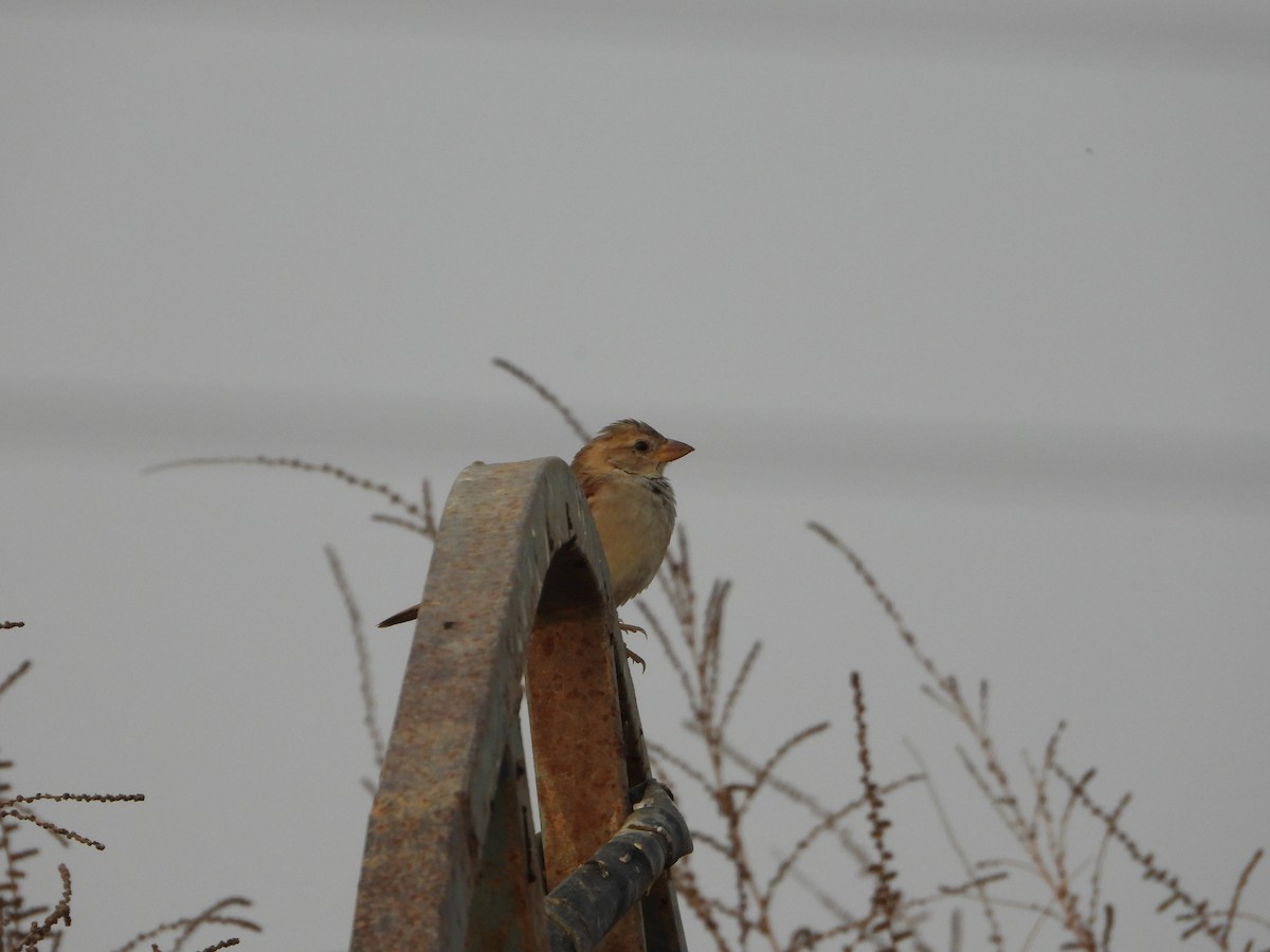 House Sparrow - ML645229232