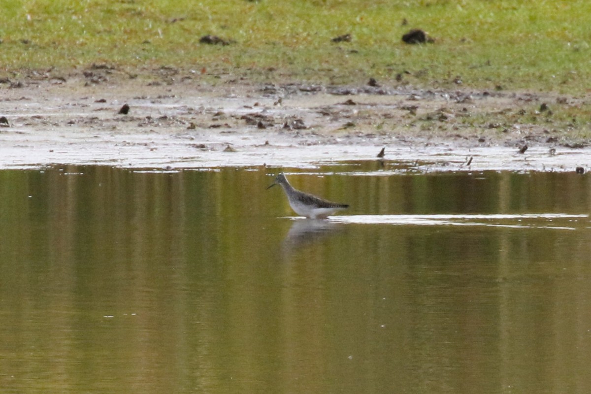 Greater Yellowlegs - ML645229236