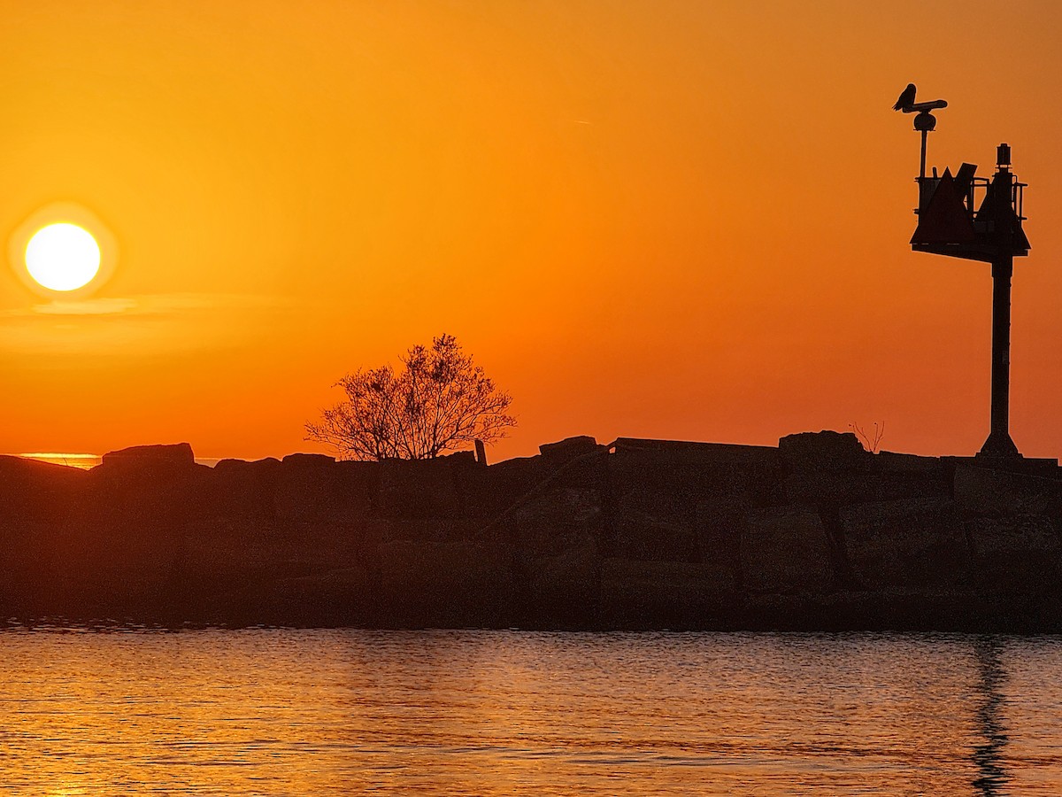 Snowy Owl - ML645229245