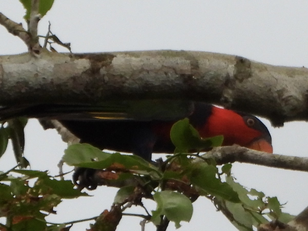 オトメズグロインコ - ML645229256
