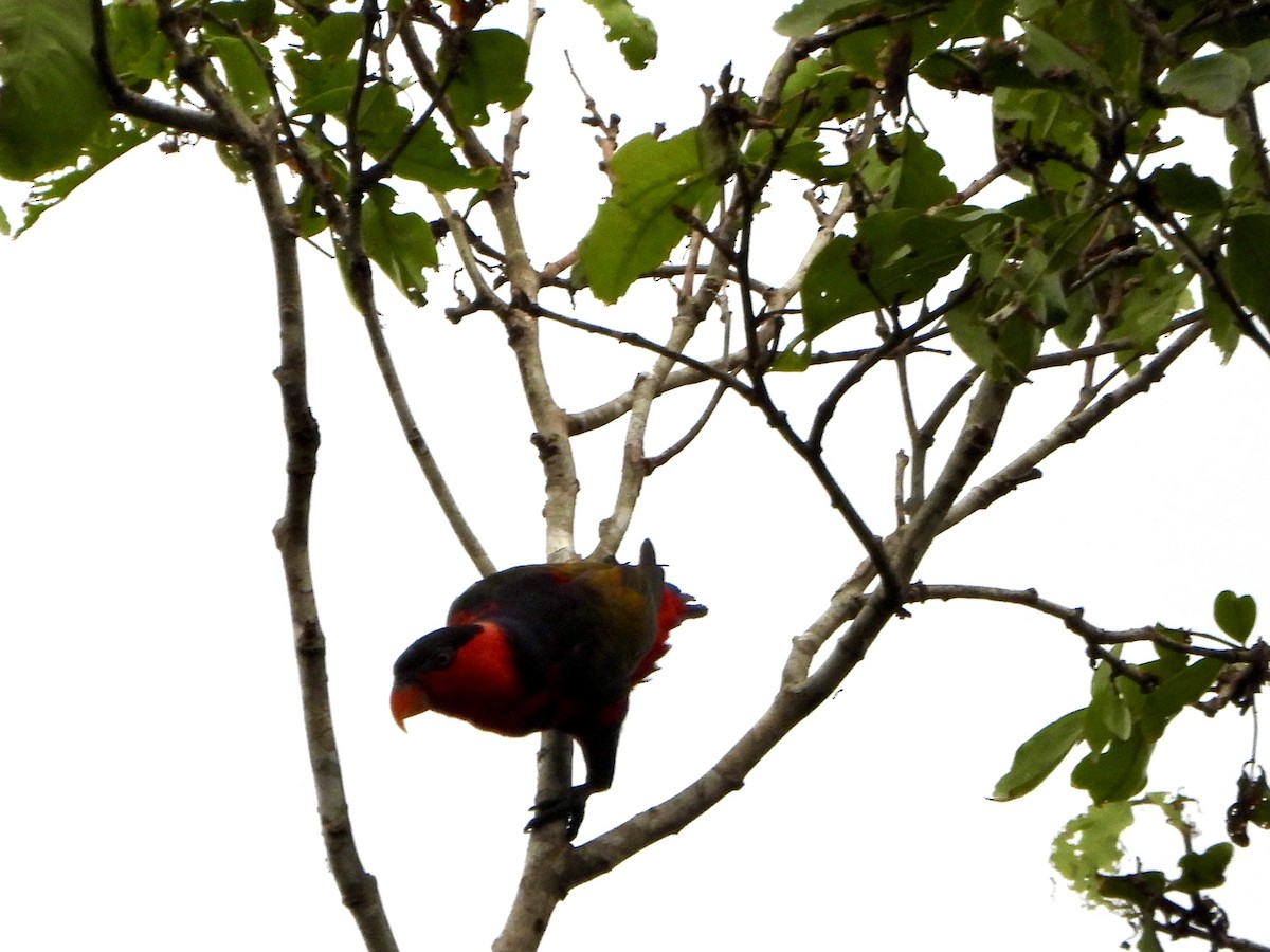 オトメズグロインコ - ML645229257