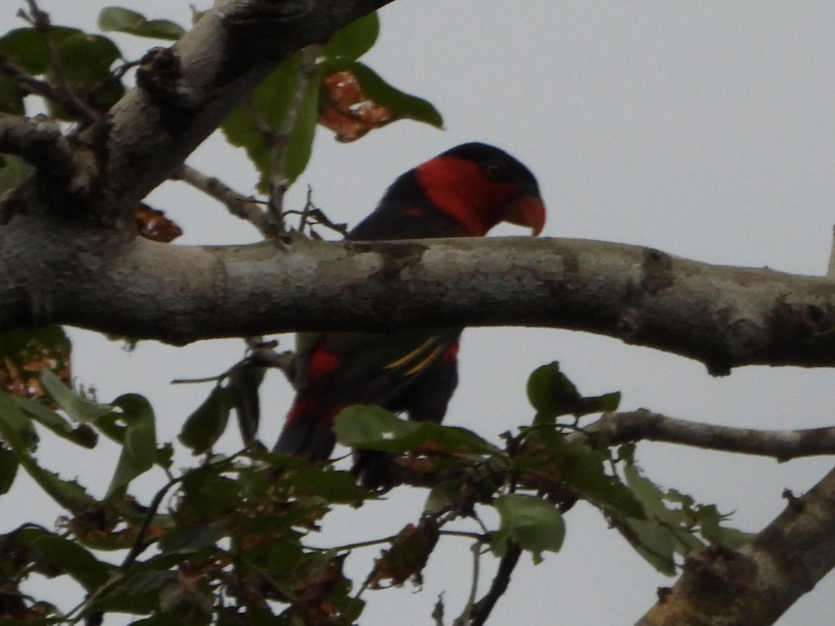 オトメズグロインコ - ML645229258