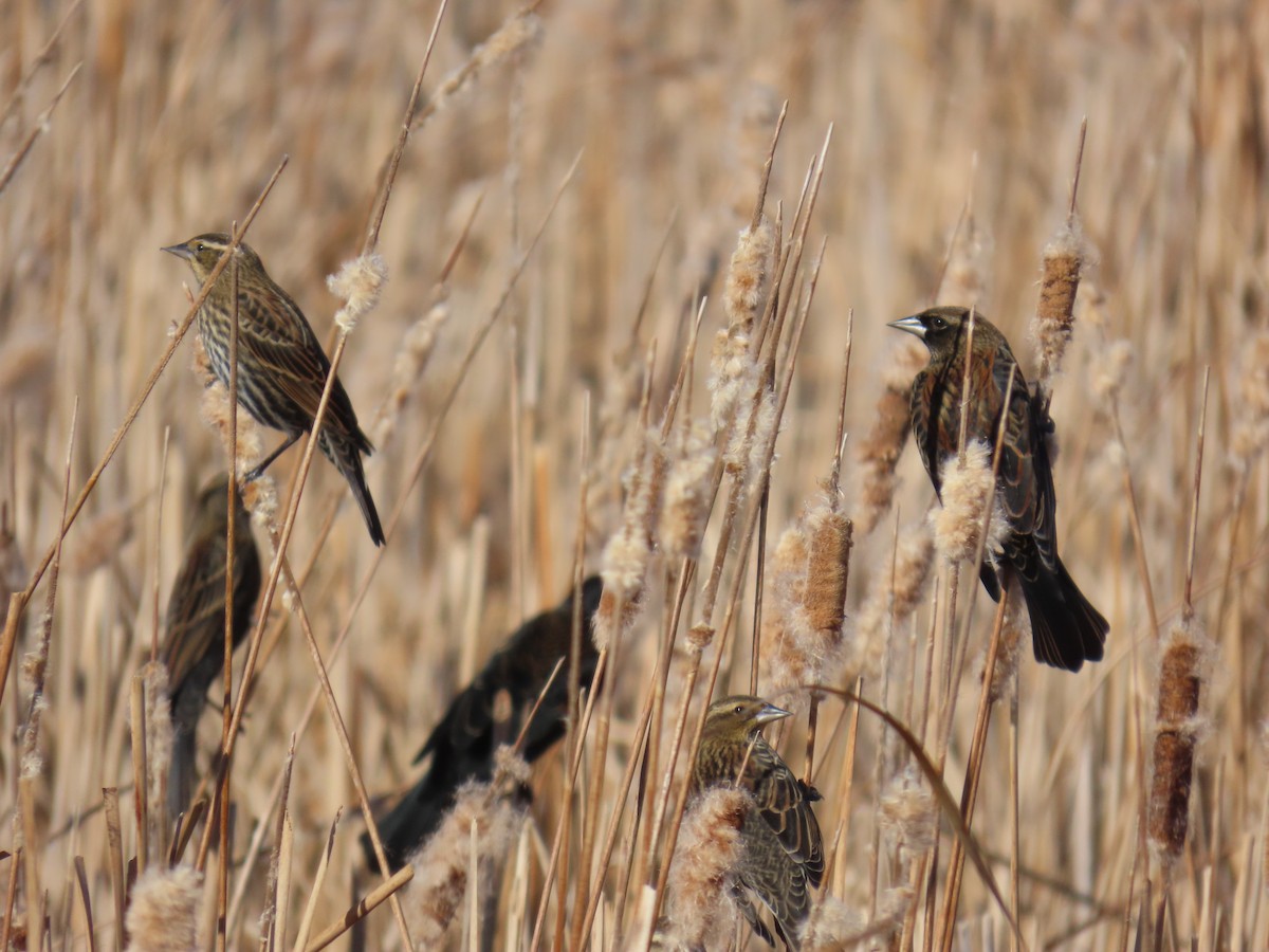 Red-winged Blackbird - ML645229259