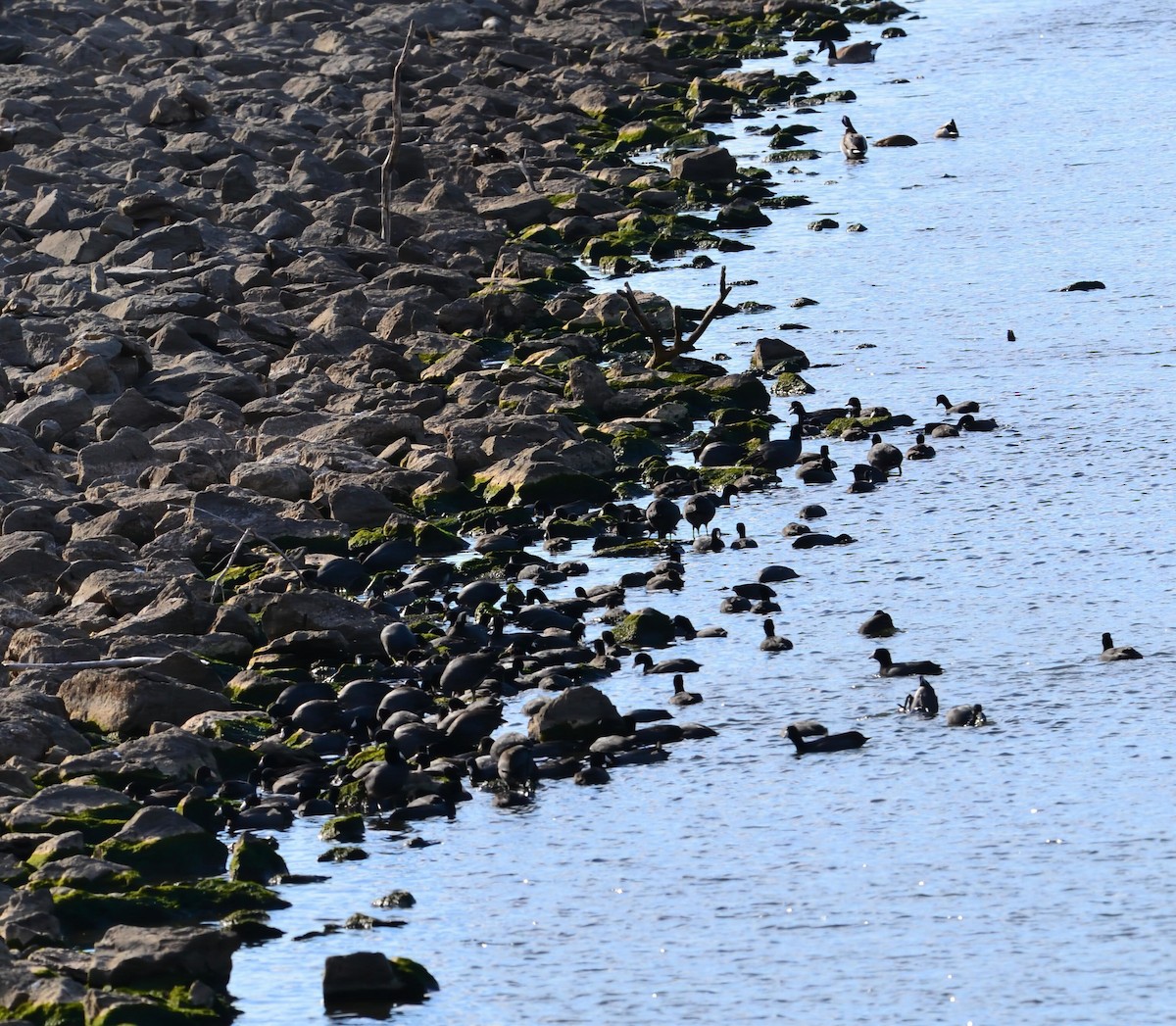 Foulque d'Amérique - ML645229268