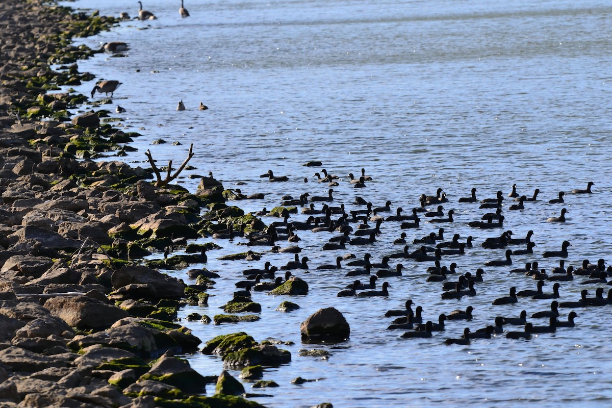 Foulque d'Amérique - ML645229269