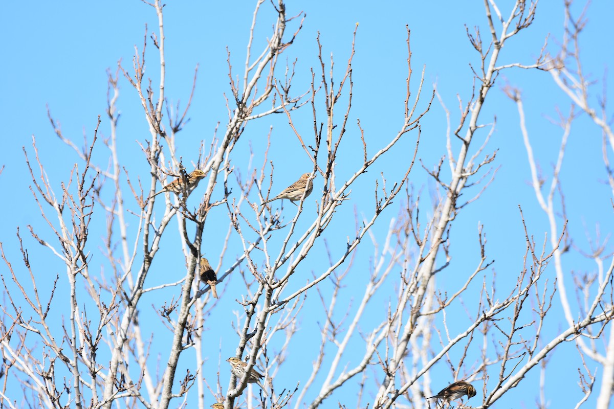 Vesper Sparrow - ML645229272