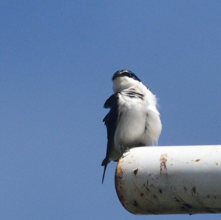 コシジロミドリツバメ - ML645229273