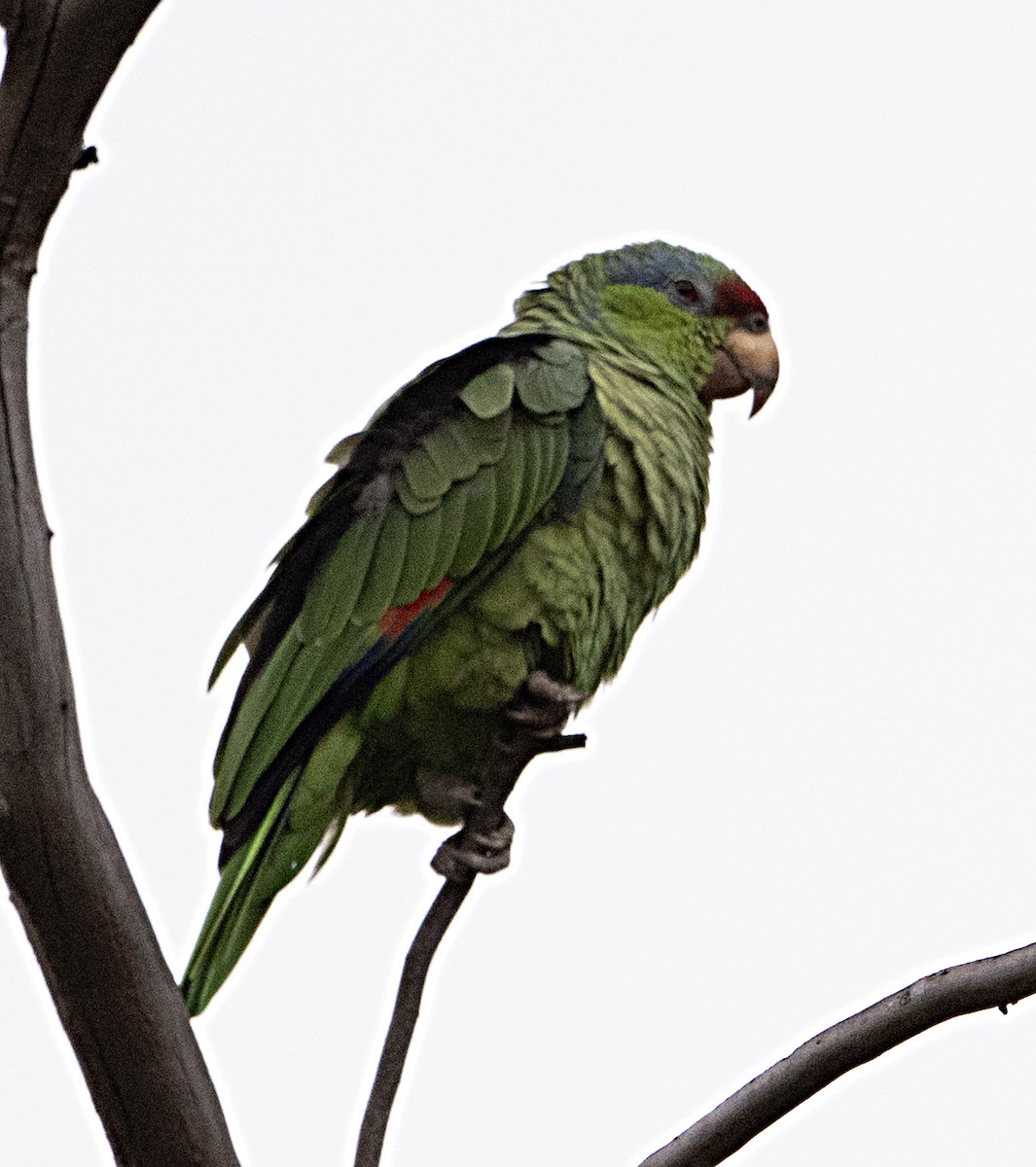 Amazona Guayabera - ML645229316