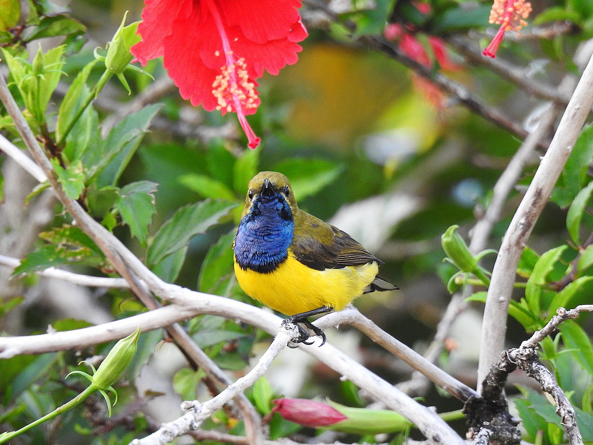 Sahul Sunbird - ML645229317