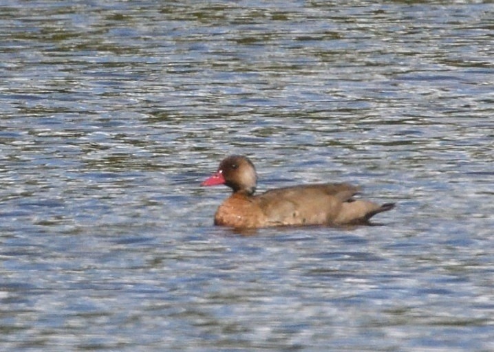 Brazilian Teal - ML645229318