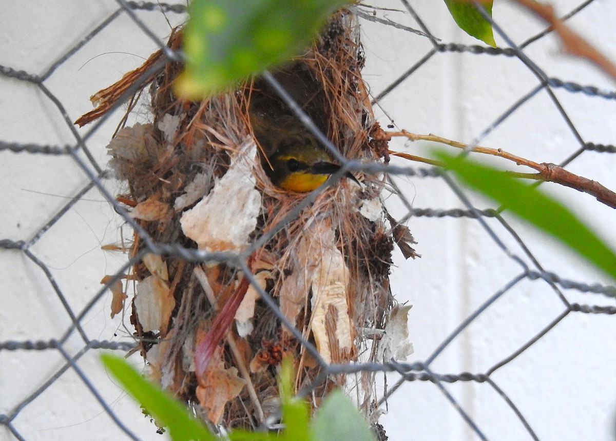 Sahul Sunbird - ML645229322