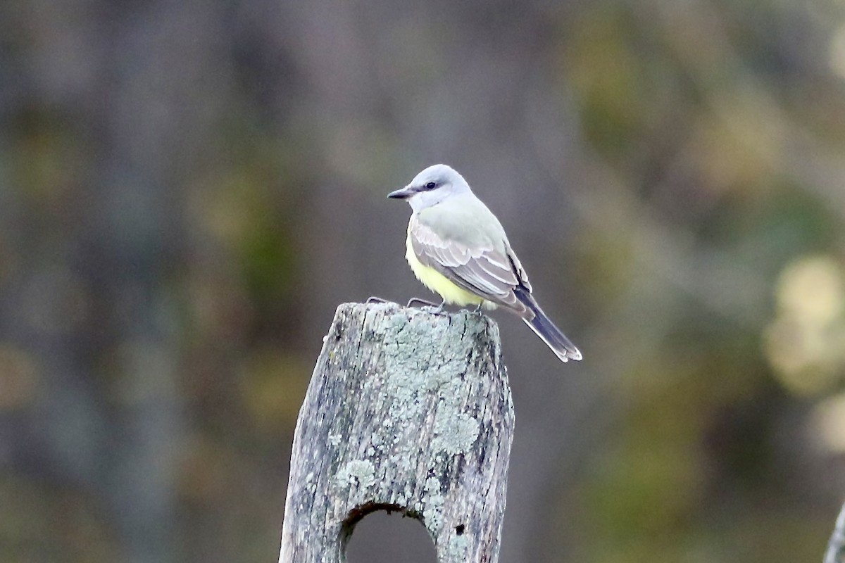 Western Kingbird - ML645229336