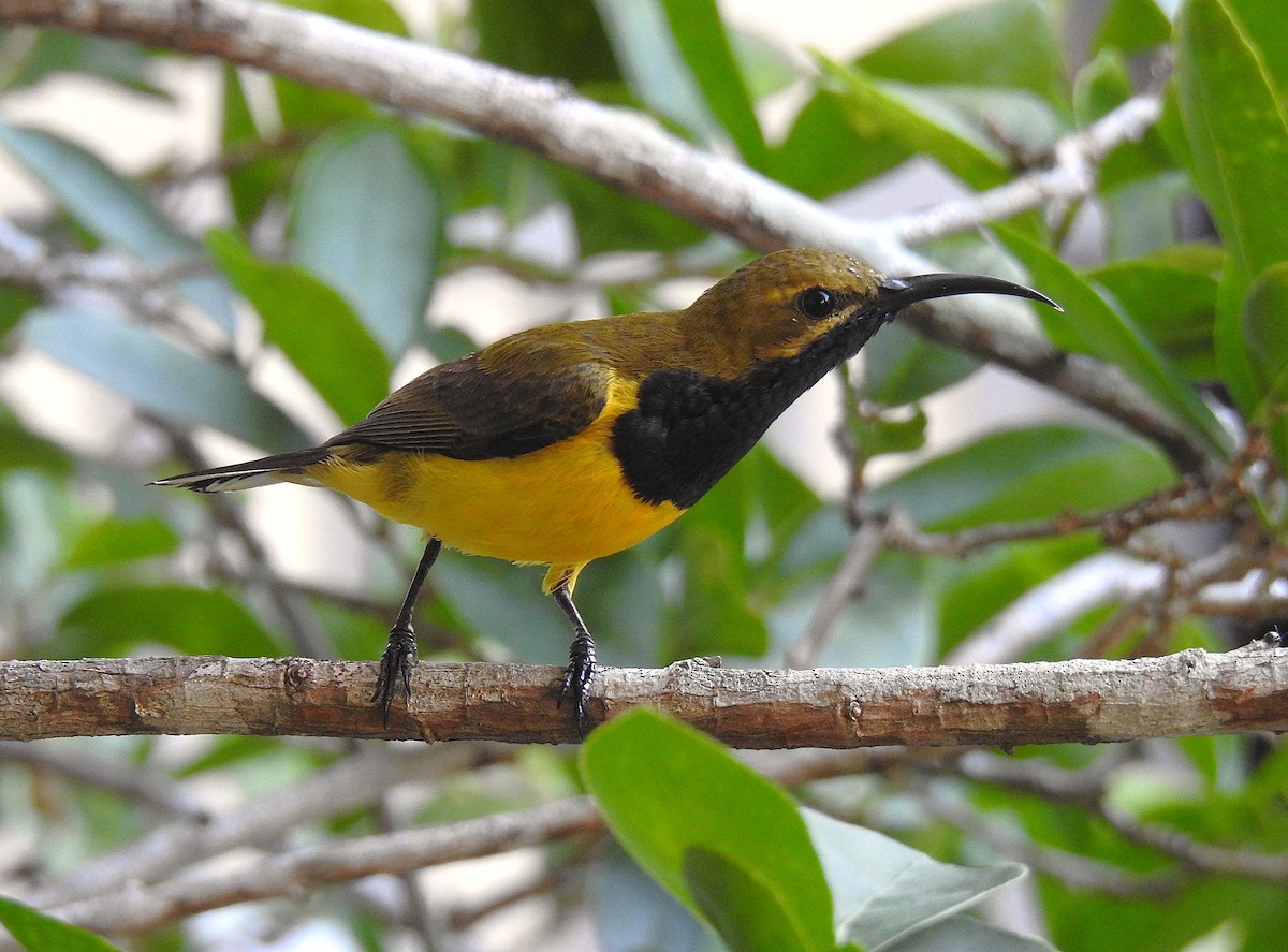 Sahul Sunbird - ML645229339