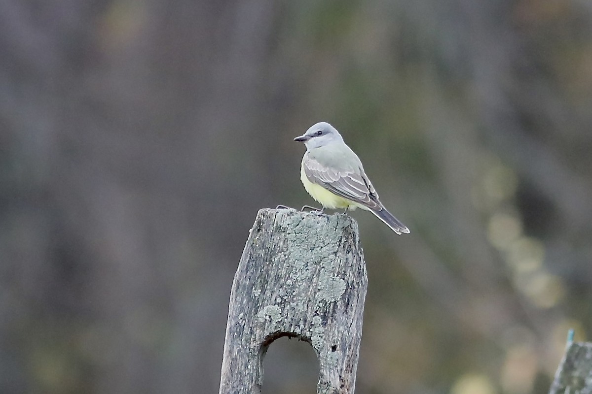 Western Kingbird - ML645229340