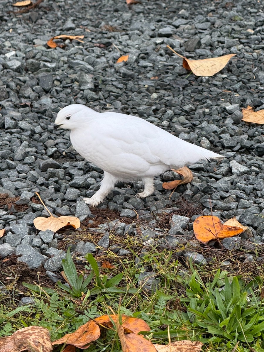 White-tailed Ptarmigan - ML645229342