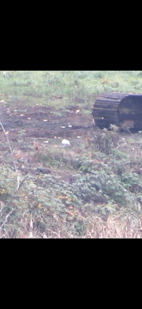 White-tailed Ptarmigan - ML645229343
