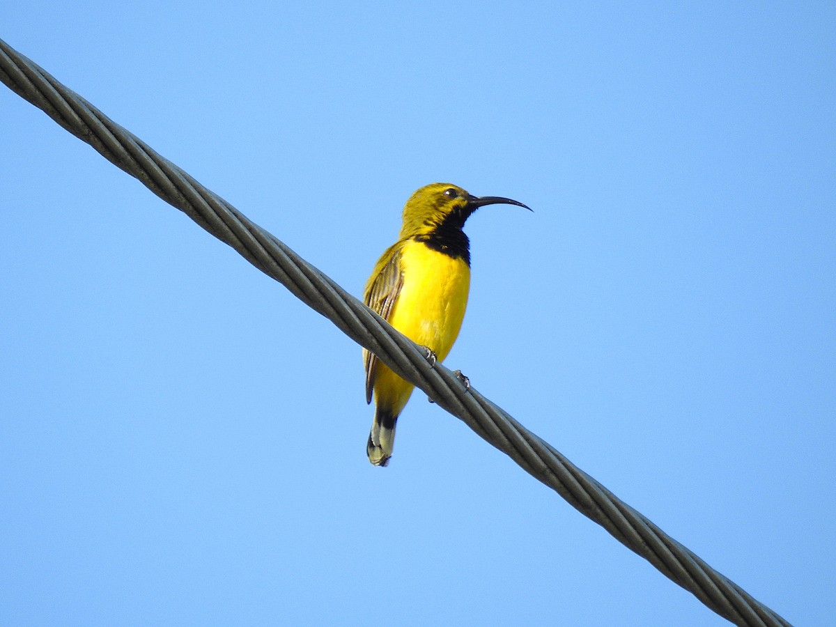 Sahul Sunbird - ML645229353