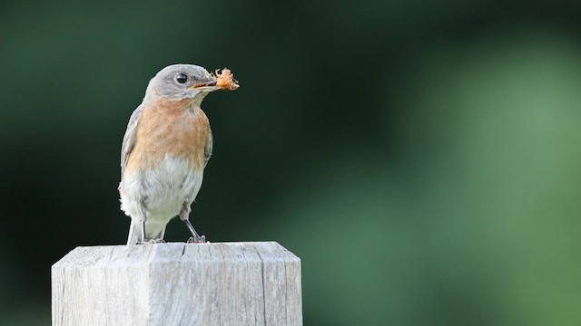 Eastern Bluebird - ML645229357