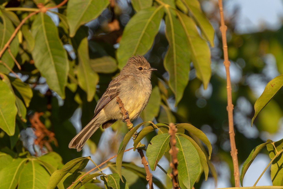 Southern Scrub-Flycatcher - ML645229366