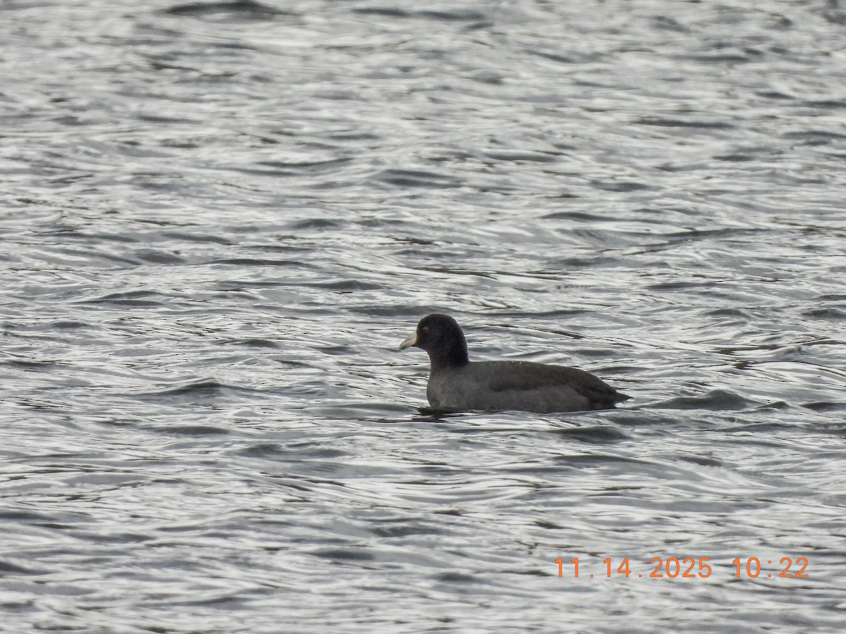 Foulque d'Amérique - ML645229394