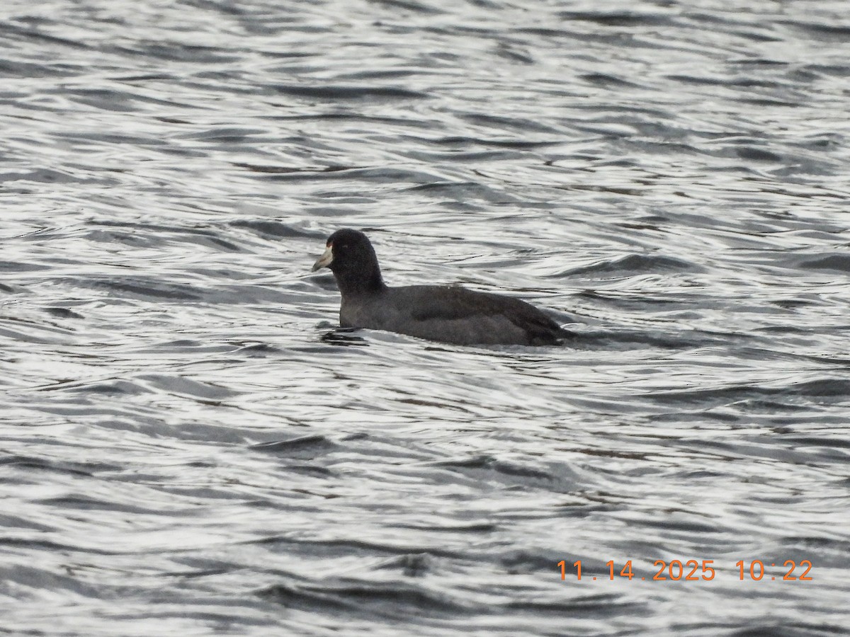 Foulque d'Amérique - ML645229395