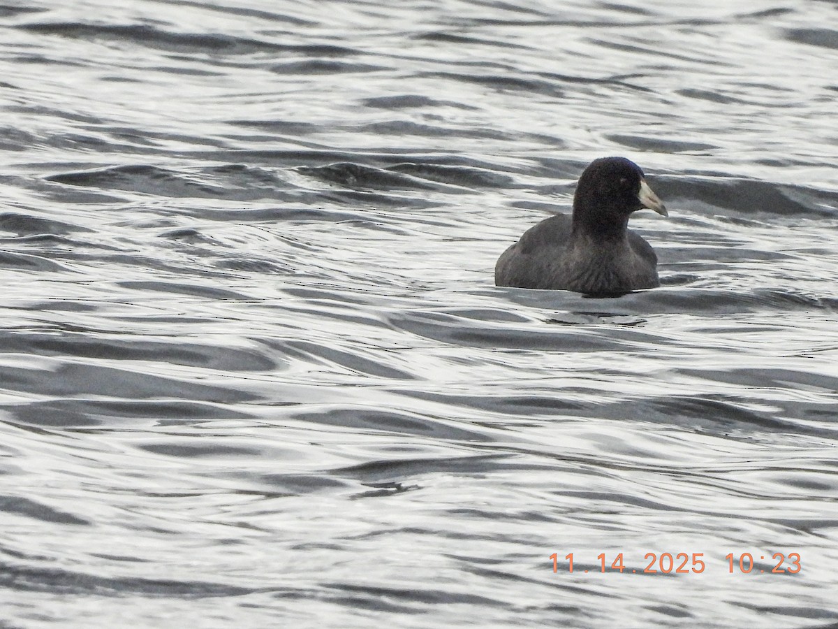 Foulque d'Amérique - ML645229396