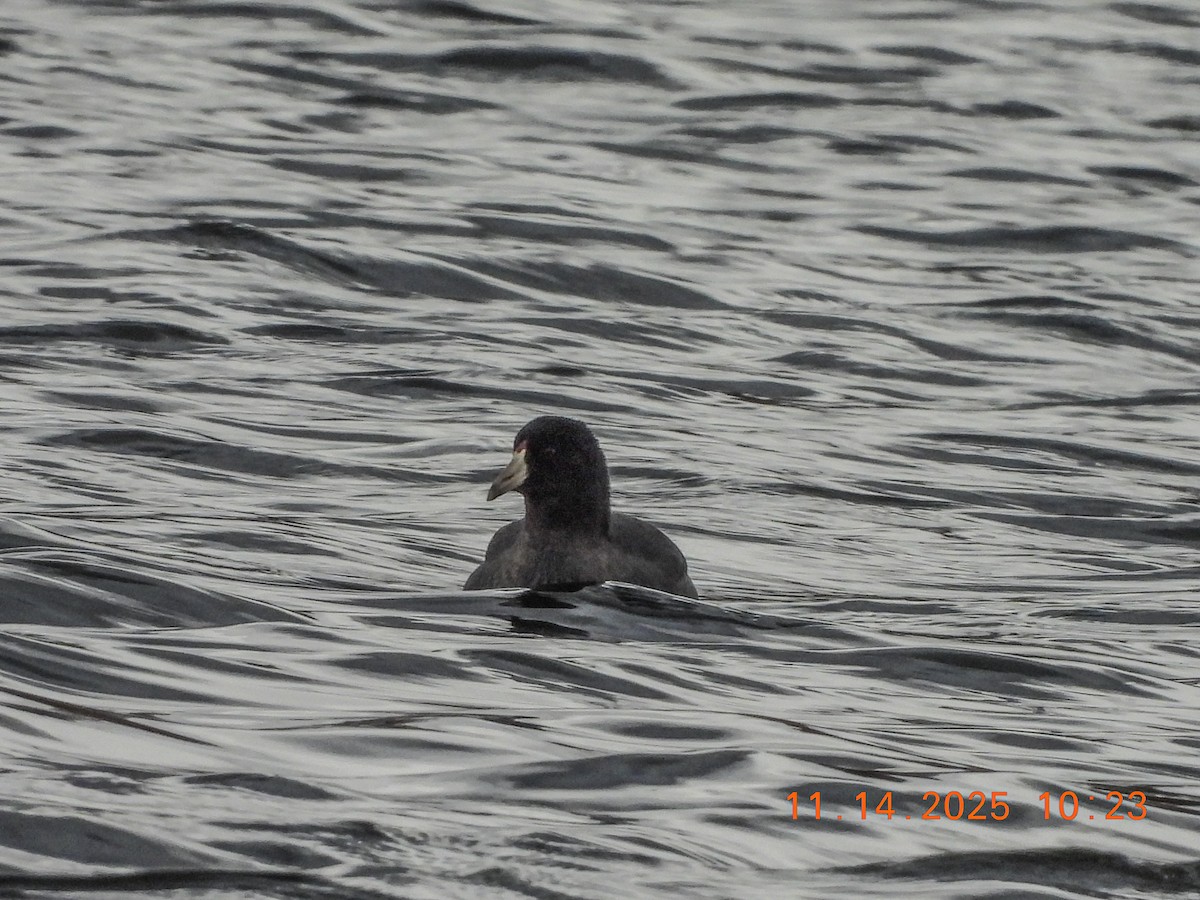 Foulque d'Amérique - ML645229397