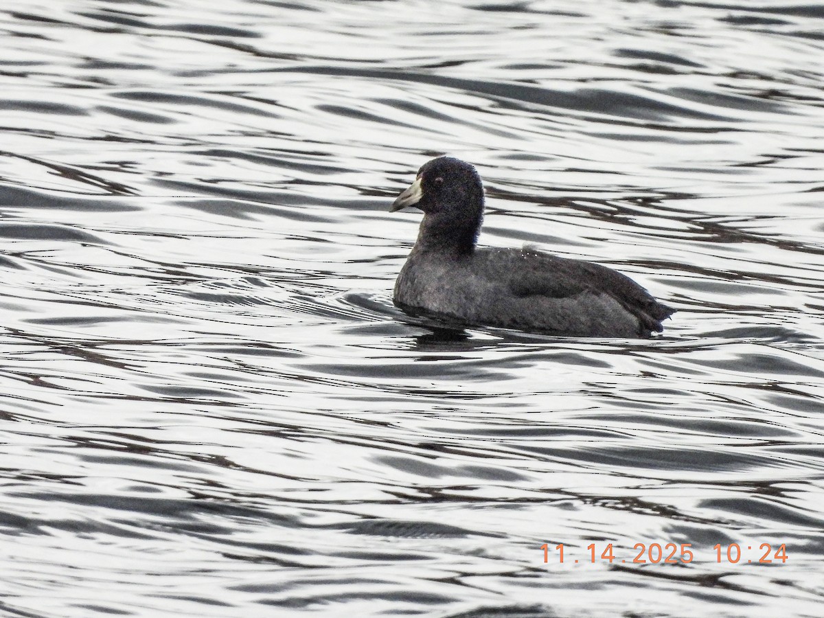 Foulque d'Amérique - ML645229398
