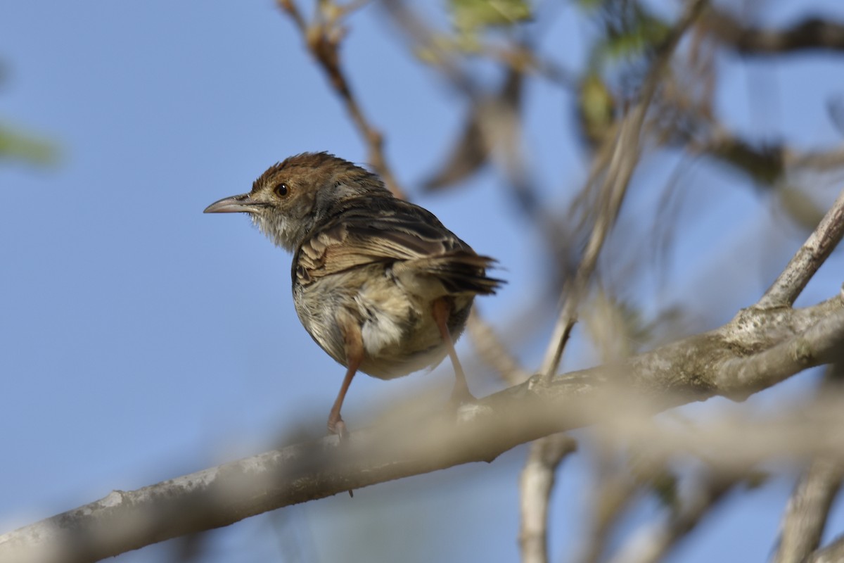 Rattling Cisticola - ML645229427