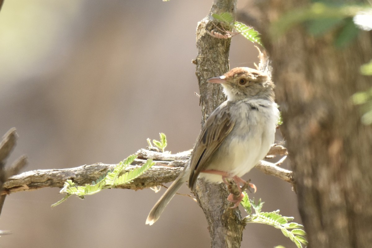 Rattling Cisticola - ML645229428