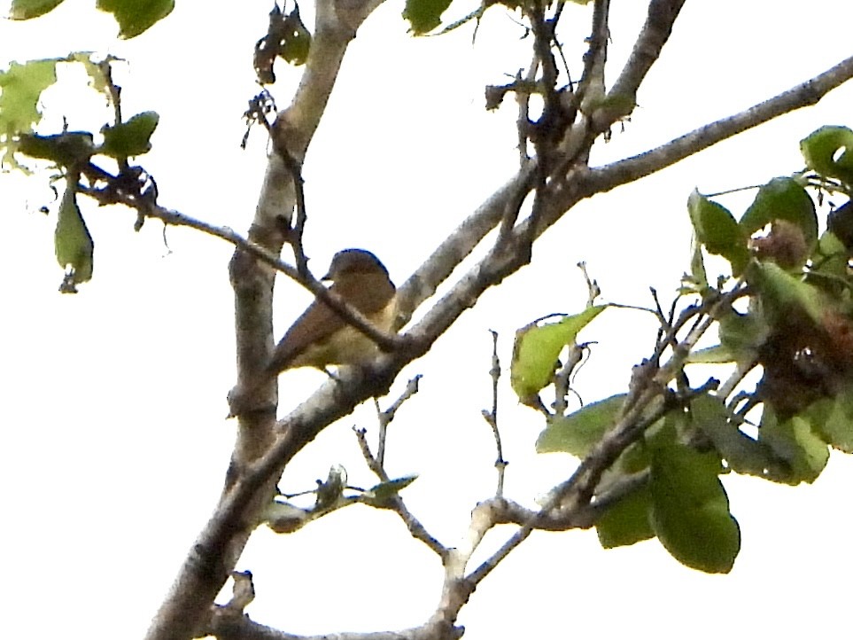 Sahul Sunbird - ML645229436