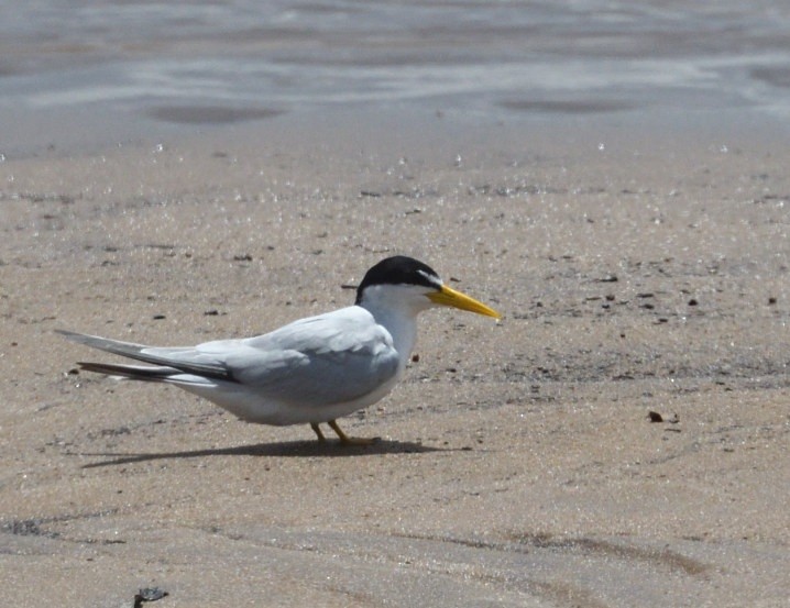Yellow-billed Tern - ML645229447