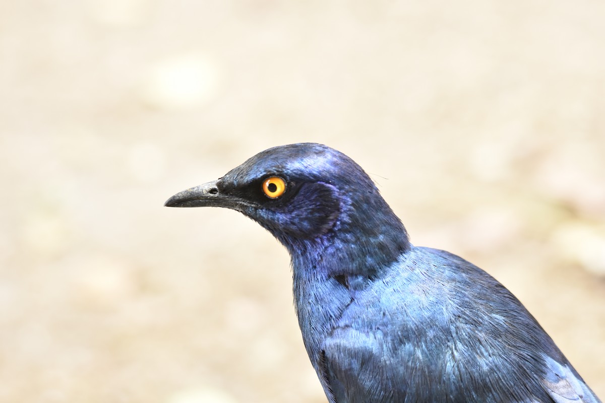 Greater Blue-eared Starling - ML645229454