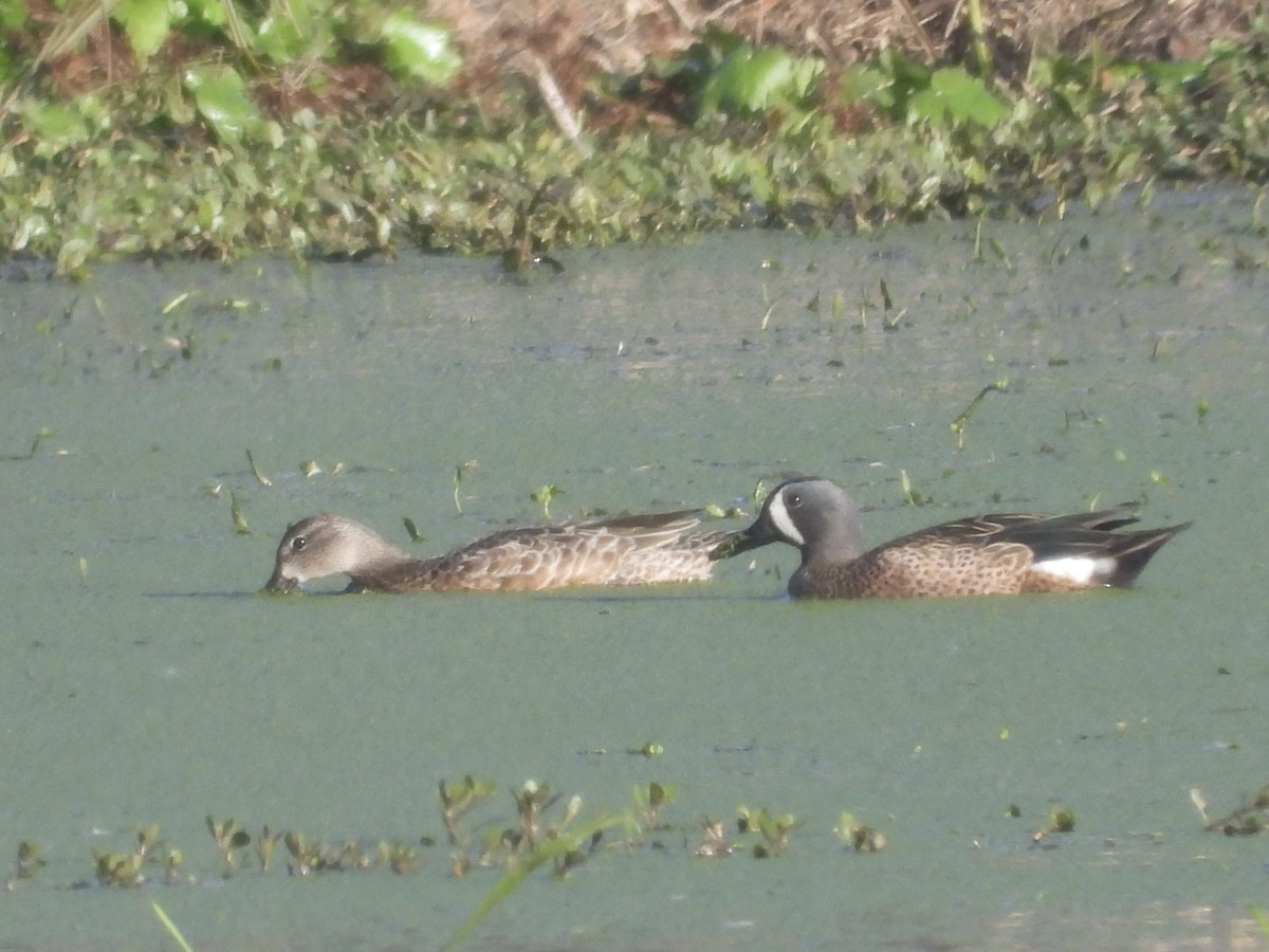 čírka modrokřídlá - ML645229472