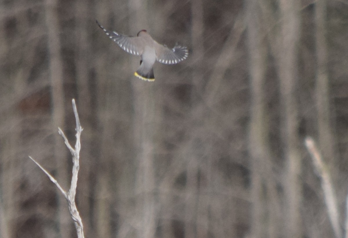 Bohemian Waxwing - ML645229492