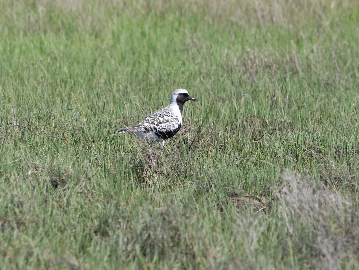 ダイゼン - ML645229494